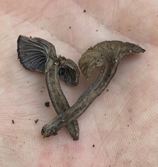 Craterellus australis