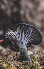 Craterellus australis
