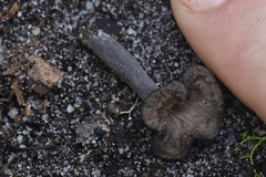 Craterellus australis