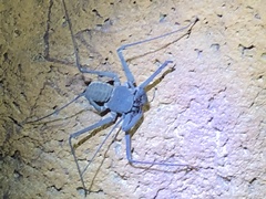 Charinus insularis