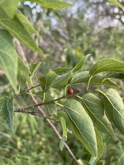Celtis laevigata