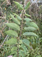 Celtis laevigata
