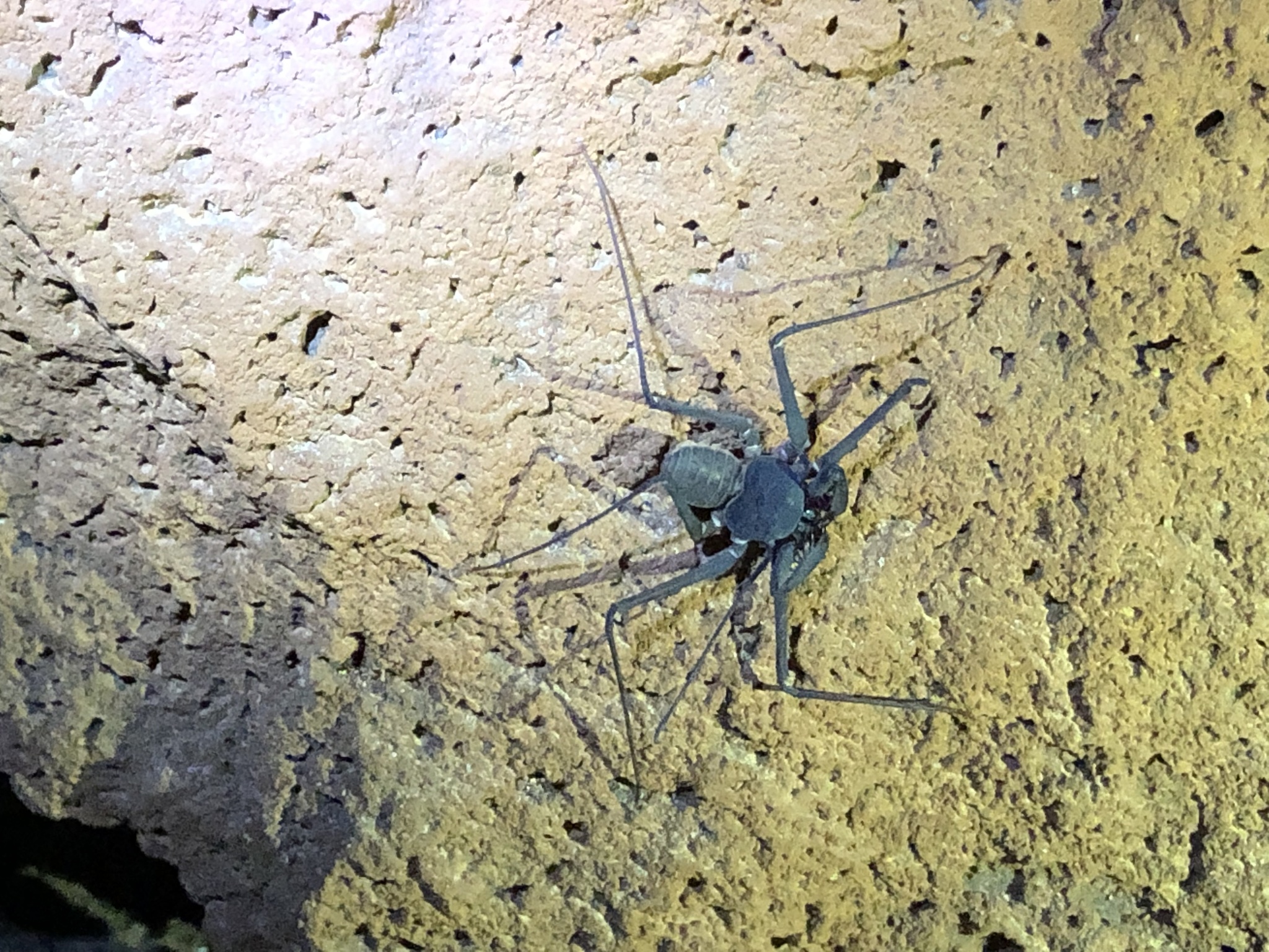 Charinus insularis Banks, 1902