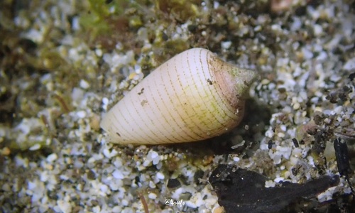 Imbricaria punctata observed 2021-12-30
