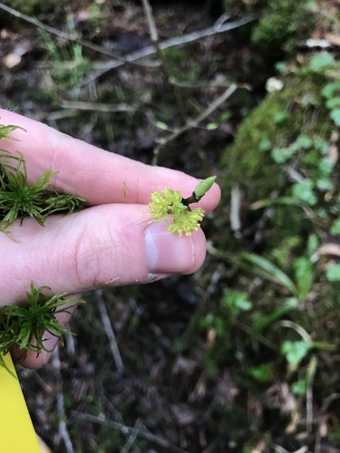 Lindera benzoin