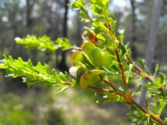 Dodonaea biloba