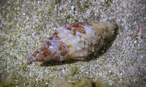 Strombus dentatus observed 2021-12-30