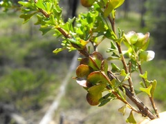 Dodonaea biloba