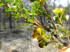 Dodonaea biloba