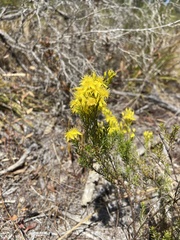Calytrix flavescens