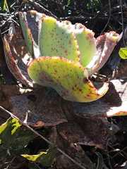 Echeveria gibbiflora