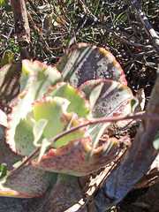 Echeveria gibbiflora