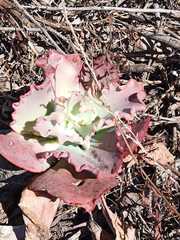 Echeveria gibbiflora