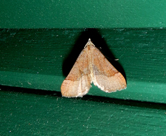 Anachloris subochraria