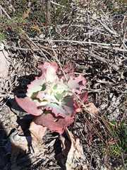 Echeveria gibbiflora