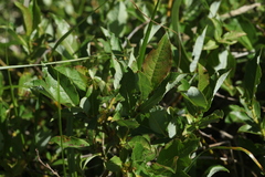 Salix apoda