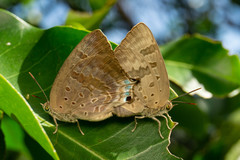 Arhopala eupolis