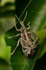 Leptopius clavus