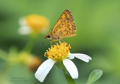 Ampittia dioscorides camertes