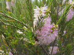 Melaleuca diosmatifolia