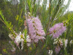 Melaleuca diosmatifolia