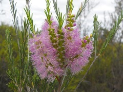 Melaleuca diosmatifolia
