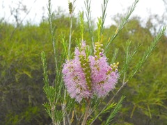 Melaleuca diosmatifolia