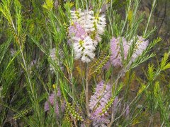 Melaleuca diosmatifolia