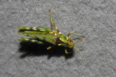 Bootettix argentatus