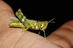 Bootettix argentatus