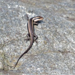 Trachylepis striata