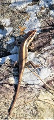 Trachylepis striata