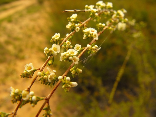 Micromyrtus patula
