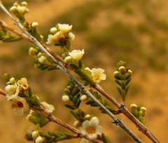 Micromyrtus