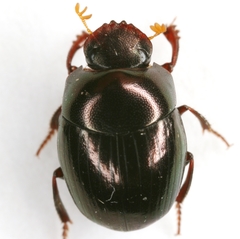 Pseudocanthon perplexus
