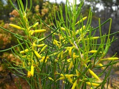 Persoonia subtilis
