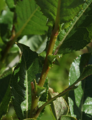Salix apoda