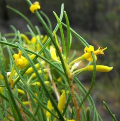 Persoonia subtilis