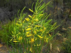 Persoonia subtilis