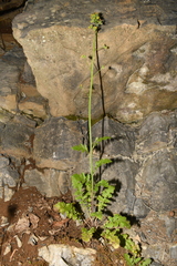 Youngia thunbergiana