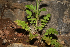 Youngia thunbergiana