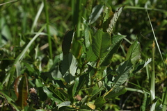 Salix apoda