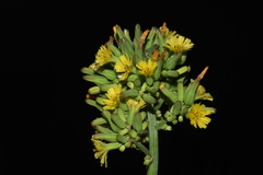 Youngia thunbergiana