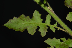 Youngia thunbergiana