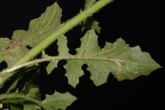 Youngia thunbergiana