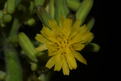 Youngia thunbergiana