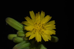 Youngia thunbergiana