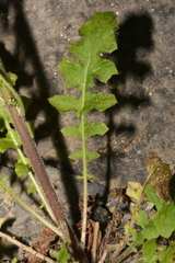 Youngia thunbergiana