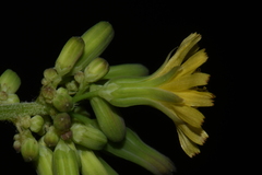 Youngia thunbergiana