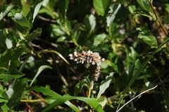 Salix apoda